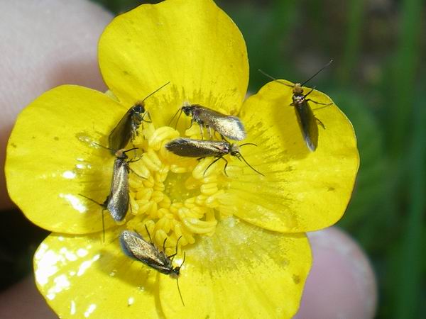 Tante micro - Micropterigidae
